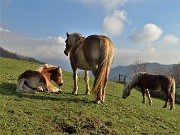 15 Cavalli al pascolo e in siesta  al sole meridiano